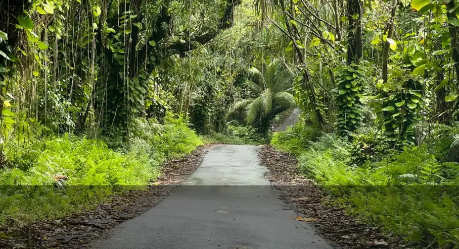 Scenic jungle road in Puna, Hawaiʻi, lined with lush rainforest vegetation and tropical plants.