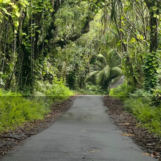 Scenic jungle road in Puna, Hawaiʻi, lined with lush rainforest vegetation and tropical plants.