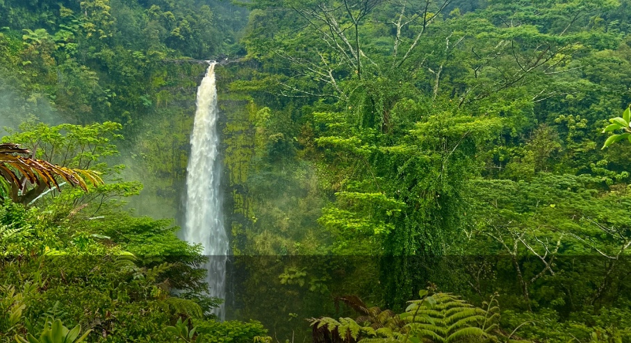 Akaka Falls plunging through dense rainforest at ʻAkaka Falls State Park on the Big Island.'