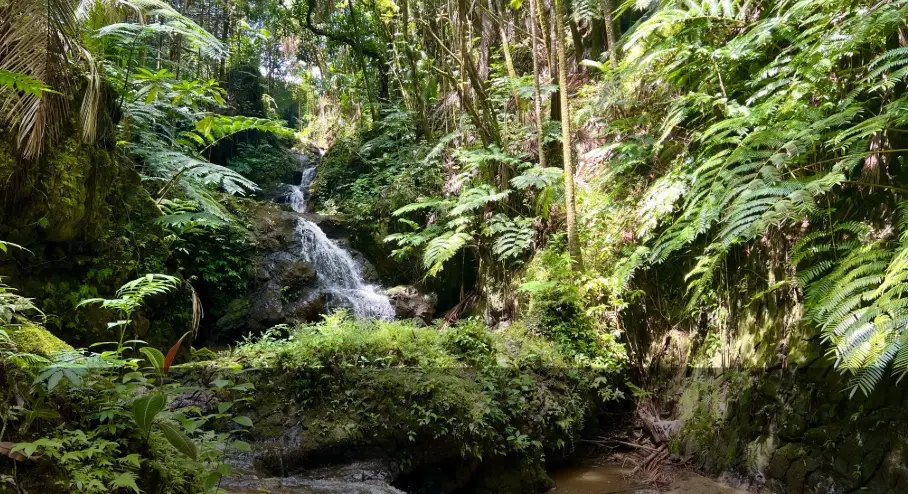 Lush ferns and a small waterfall deep in the Hāmākua rainforest on the Big Island of Hawaiʻi.