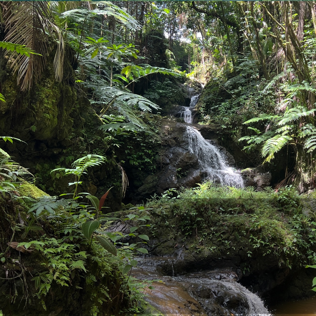 Lush ferns and a small waterfall deep in the Hāmākua rainforest on the Big Island of Hawaiʻi.