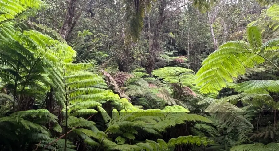 Lush fern forest at Kīlauea, with native ʻōhiʻa trees and giant tree ferns inside Hawaiʻi Volcanoes National Park.