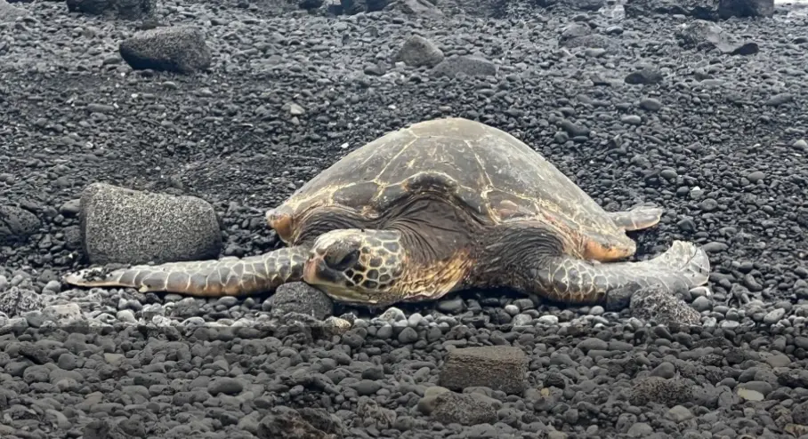 Hawaiian green sea turtle (honu) resting on a black sand beach along the Big Island coast.